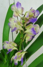 Aerides Korat Koki x Rhynchostylis coelestis, Blooming Size, Strong Fragrance
