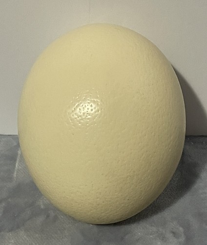 Blank Ostrich Egg Shell for Crafts, Decoration, Paintings, eggshell - arts craft
