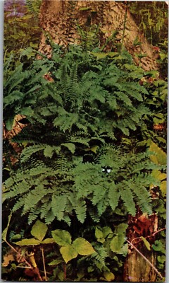 Maidenhair Fern, Adiantum Pedatum EL Crandall Photo Postcard D54