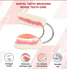 Dental Tooth Brushing Model Teeth Care