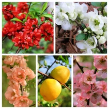 30 FLOWERING QUINCE Fruit Seeds - Pink Red White Orange Flowering Shrub - aka Ja