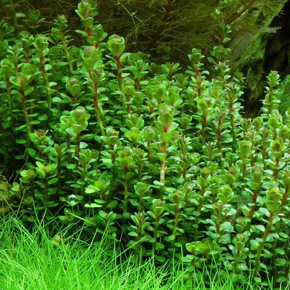 rotala indica forme emmerse plante facile - Photo 1/1