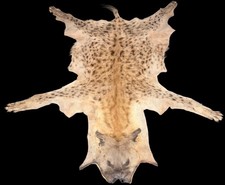 Awesome African Spotted Hyena Hide Rug! Taxidermy/Oddities