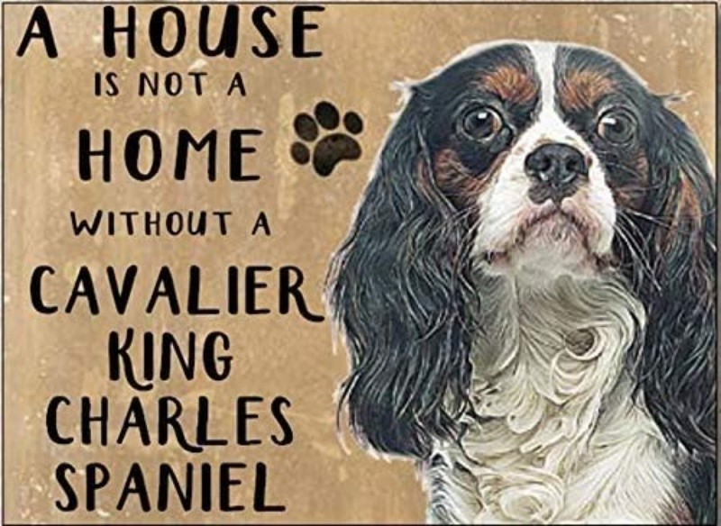 A House Is Not A Home..Cavalier King Charles Spaniel fridge magnet