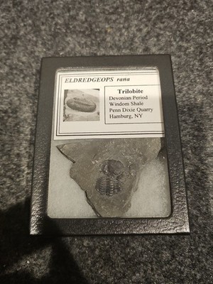 Rare Eldredgeops Rana Fossil Trilobite Devonian Era New York
