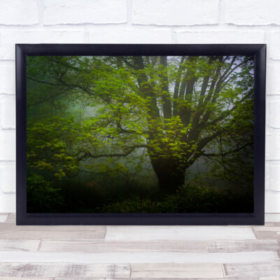 Green Tree Forest Fog Mist Haze Landscape Mystical Mystery Wall Art Print