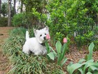 gardenbuug