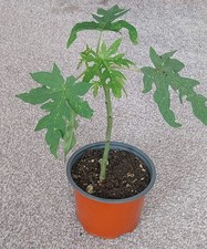  1 Year Old  Papaya (Carica) Potted Seedling Plant Broadleaf Outdoor Tropical