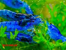 10 +1 Ultra Blue Dream - Freshwater Neocaridina Aquarium Shrimp. Live Guarantee