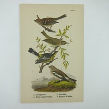 Bird Litho Print Tree Sparrow Snowflake Worm Eating & Magnolia Warbler Antique