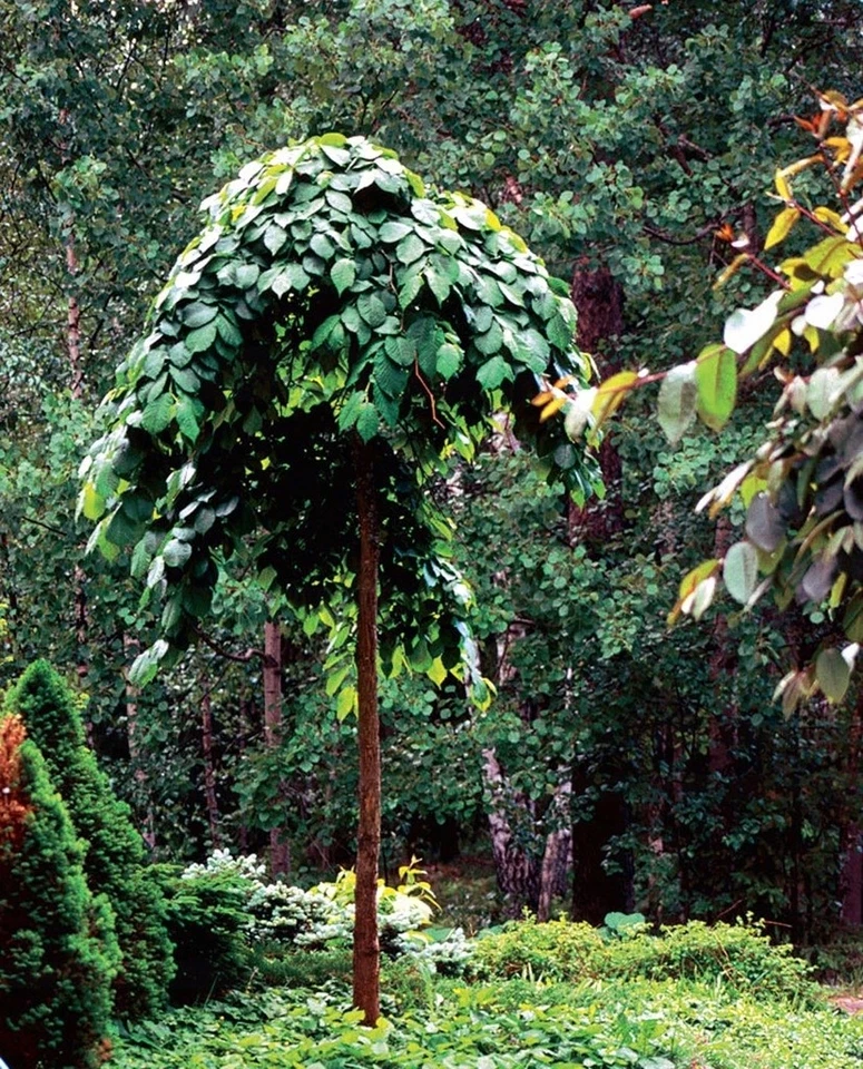 Lauben-Ulme CAMPERDOWNII auf Stamm 180 cm im Container - Bild 4 von 4