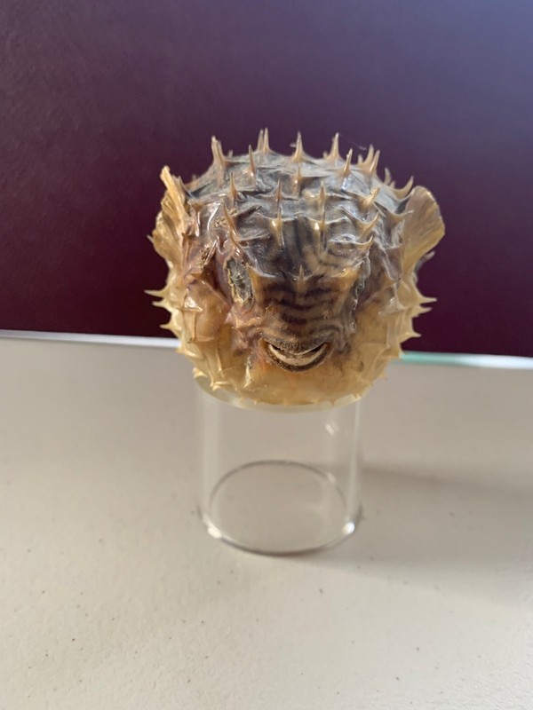 Real & Vintage Taxidermy Dried Baby Puffer Porcupine Blow Fish 3" clean