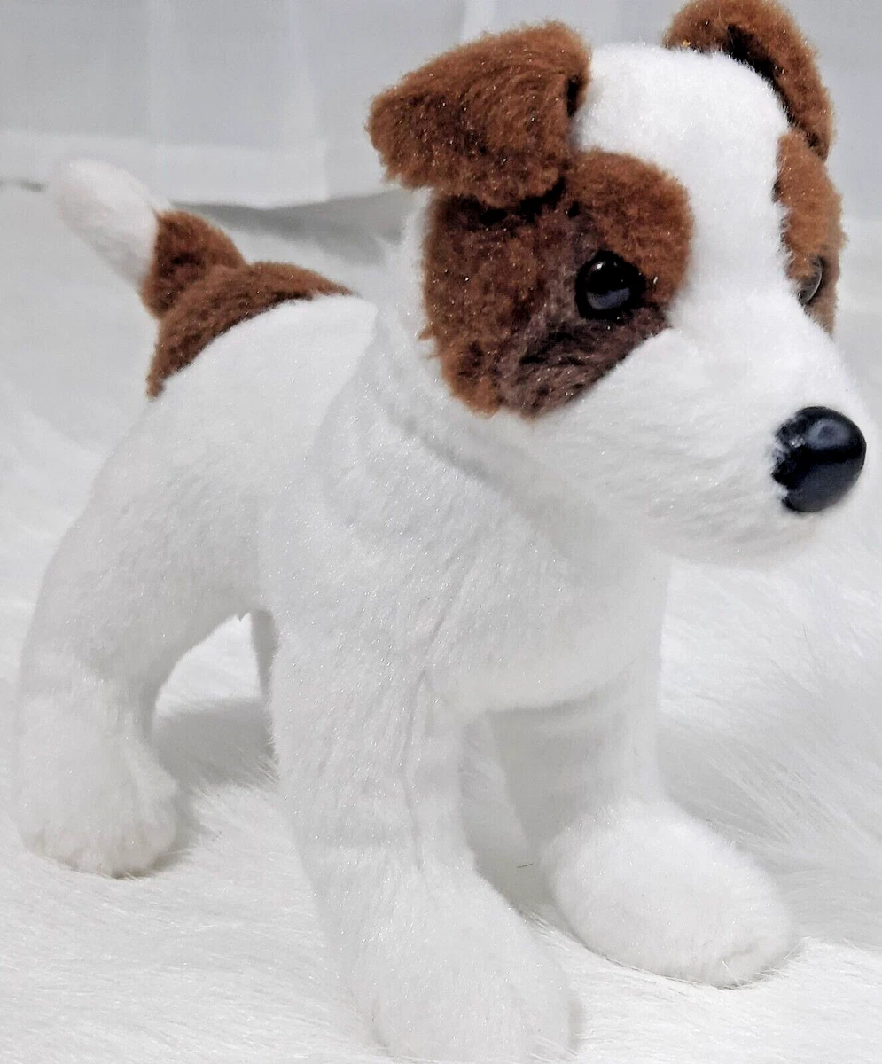 Toy jack top russell puppy