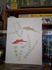 Vintage Old Aquarium Fishbowl Pet Store Tropical Fish 8" × 10" Swordtails Print
