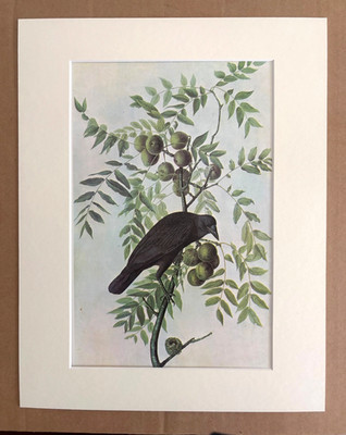 Vintage John James Audubon Print in Ready to Frame 11x14 Mat, 1966: Osprey