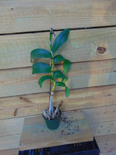 NO TAG Dendrobium Hybrid Bloom size 4" pot LARGE PLANT 0004