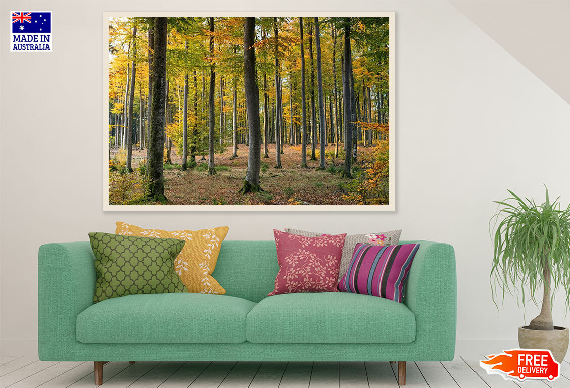 (Laminated) Autumn Forest Photograph 91x61cm