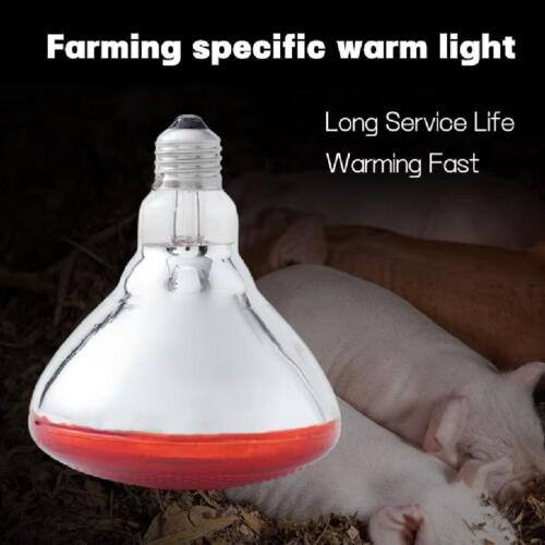 INFRA RED HEAT BULB LAMP 100-275W Poultry Chick Brooder Lambs Livestock& - Picture 4 of 22