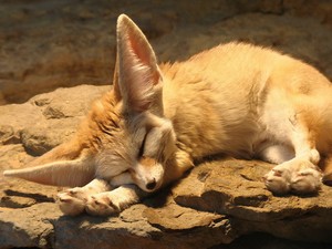 Fennec Fox Cute Sleeping Animal Print Poster Plakat Ebay