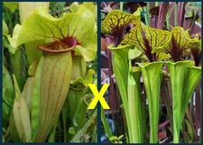 2025 SARRACENIA SEEDS: CATESBAEI X FLAVA ACID VIPER [CARNIVOROUS PLANT SEED]