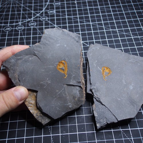 1.2kg POS+NEG Starfish Ophiura sp. Fossil Morocco Ordovician - Picture 10 of 11