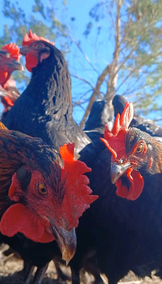     13+ French Black Copper Maran Hatching Eggs NPIP CERTIFIED FLOCKS    