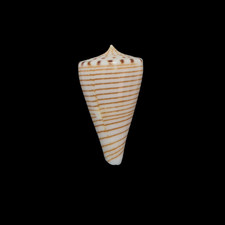 Conchiglia Shell CONUS HIRASEI Filippine 31,7 mm # (605)