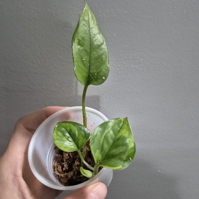 miracle gro indoor plant food liquid Miracle-Gro® Indoor Plant Food – Lost in the Forrest