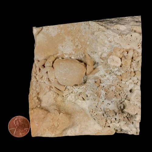 2.2" Potaman Sp Fossil Freshwater Crab In Travertine Denizli Basin Southwest - Picture 3 of 8