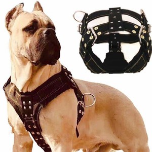 bully dog accessories