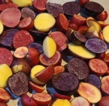 Specialty Potato Seeds 2 Lb Tubers Purple Red Russet Yukon Organic Seed Potatoes