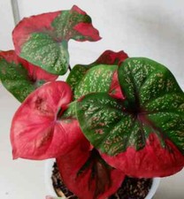 Cebulki czerwonego baretu kaladowego + fitosanitarne (bez monstera bez filodendronu)