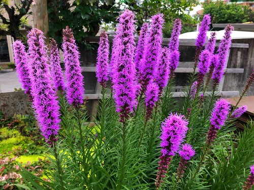 10x Liatris Spicata Violet Blazing Stars Bulbs Gayfeather Garden Perennial Plant - Picture 2 of 7