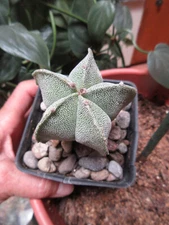Bishop's Cap Astrophytum Myriostigma Rooted Live Cactus Succulent Plant 4" Pot