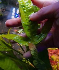 Microsorum Sunrise rare plant aquarium 1 rhizome