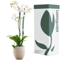 Eden4flowers Plt-orcd (f) Large Twin Stemmed Phalaenopsis Orchid Plant - White Eden4flowers Plt-orcd (f) Large Twin Stemmed Phalaenopsis Orchid Plant - White