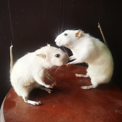 Mus Musculus Taxidermy Display Unique Collectible Oddity Curiosity