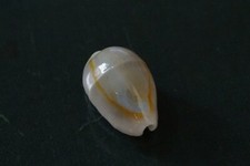 Cypraea Annulus 20.7 mm GEM UNUSUAL BELT LINE on DORSAL FREAK  WOW!!!