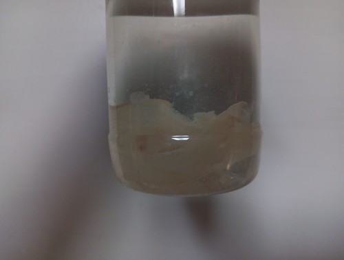 Lot 6 Jars Wet Specimens Arthropods Spiders Horseshoe Crab Jellyfish Rare Set - Picture 9 of 16