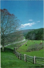 Picturesque View of Road And Barn On The Side With Cows On The Field Postcard