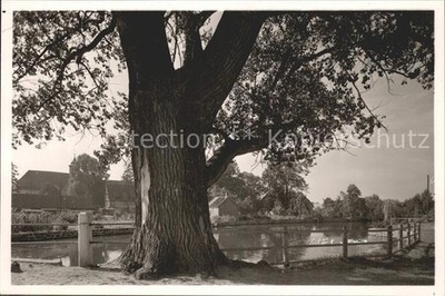 Oldenstadt Old Tree River Lot