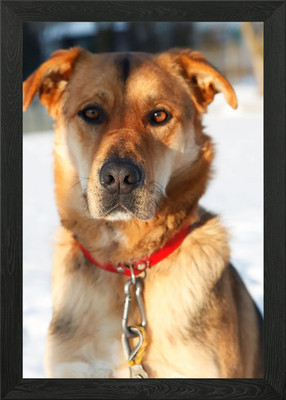 Gerahmtes Wandbild Poster Schäferhund im Schnee Leinwandbild Bild