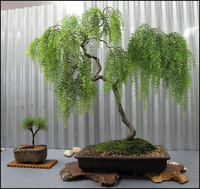Live Dwarf Australian Weeping Willow Bonsai Tree - Fast Growing, Indoor/Outdoor  | eBay