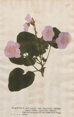 Martyniaceae Martynia Martynie nature self print nature printing Kniphof 1757