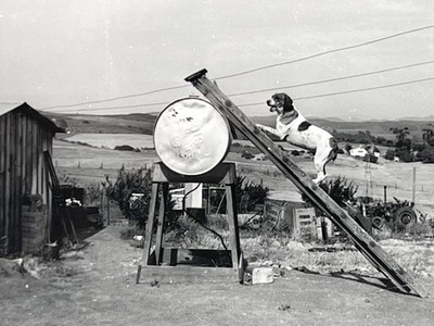 1940s Dog Climbing Ladder Metal Drum Trick Rural Backyard Oddity Vtg Photo