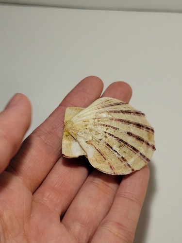 Hand Picked Sea Shell - Pseudamussium Septemradiatum 'Seven Rayed Scallop' - Picture 6 of 8