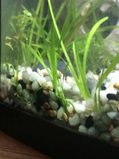 Aquarium Plants Set of 5 Italian vallisneria spiralis