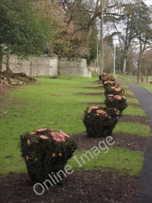 Photo 6x4 Yew stumps at Hatherop Recently felled by the look of them. Bes c2010