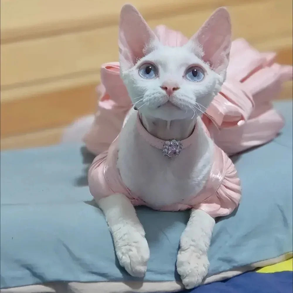 Fashion Sphynx Cat Full Dress with Bow Sweet Pet Wedding Dresses