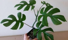 Rhaphidophora tetrasperma | Mini Monstera | Ginny Philodendron | 100_Seeds